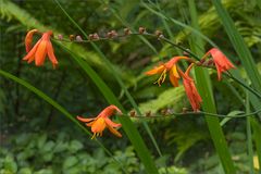 Montbretie (Crocosmia)