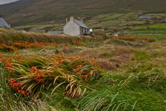 Montbretie in Ireland