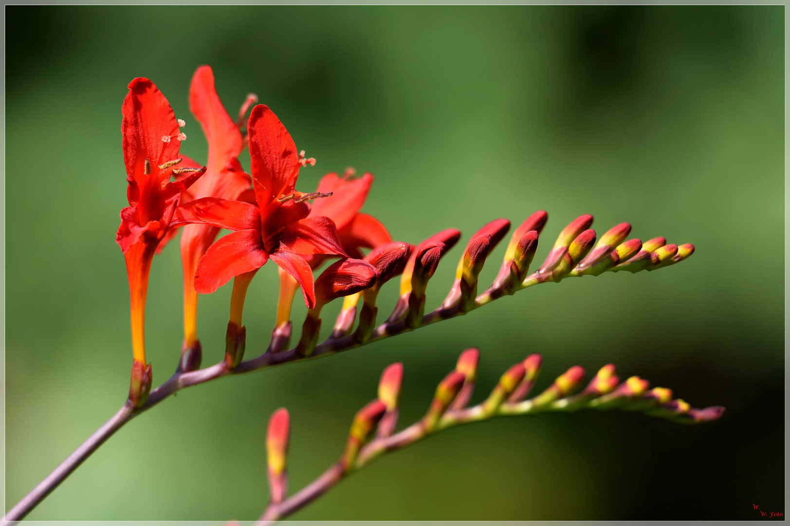 Montbretien Foto & Bild natur, blumen, nrw Bilder auf