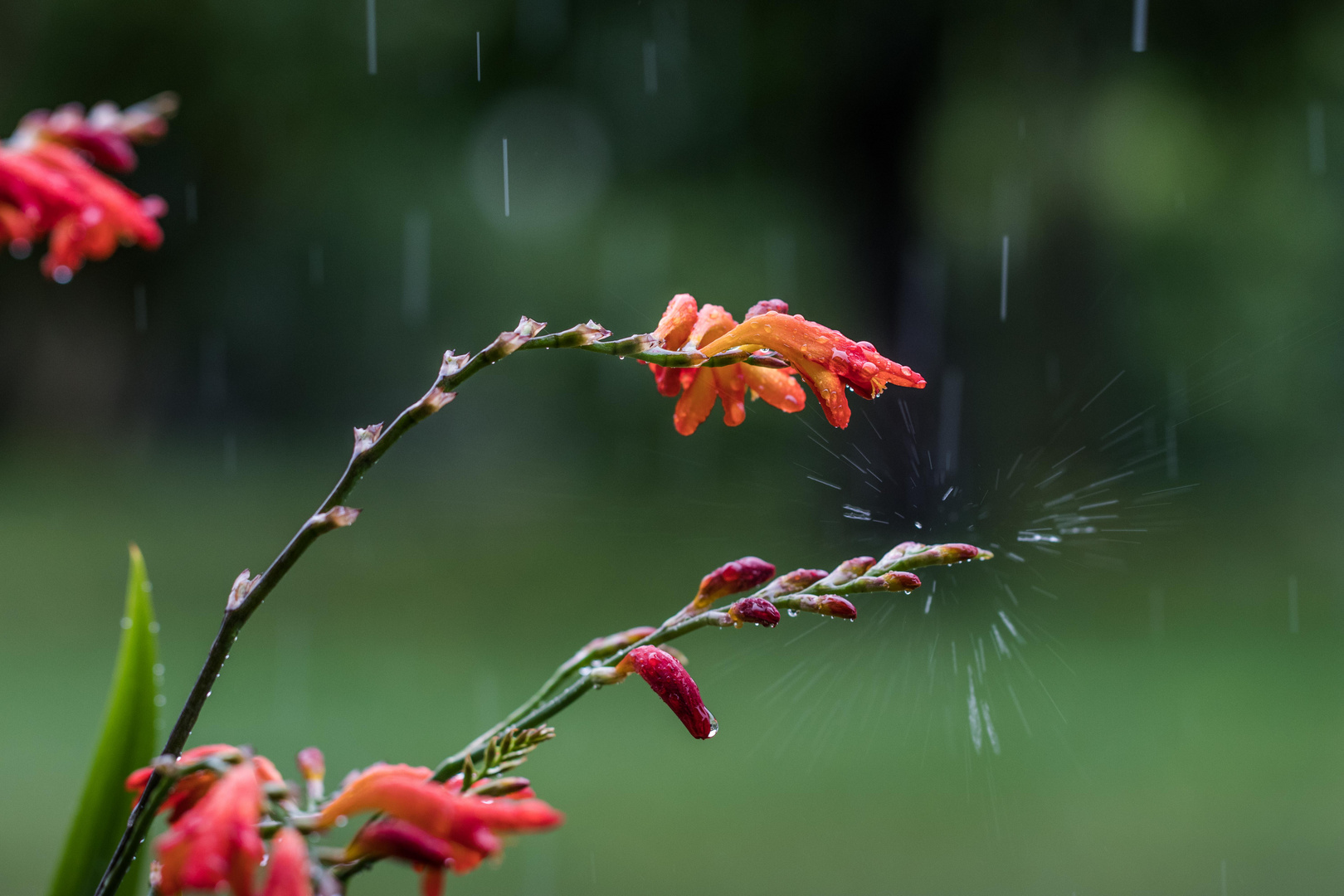 Montbretien im Regen