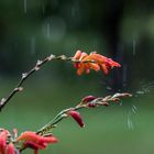 Montbretien im Regen