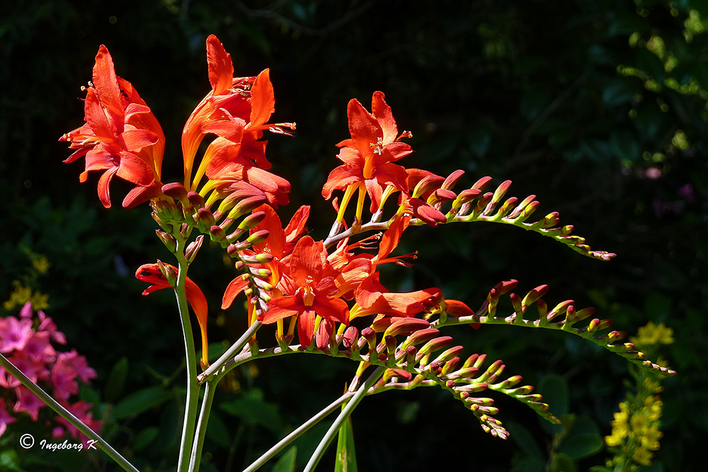 Montbretien in meinem Garten Foto &amp; Bild pflanzen, pilze