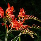 Montbretien in meinem Garten