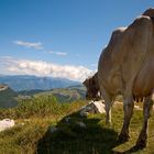 Monte Baldo, Gardasee