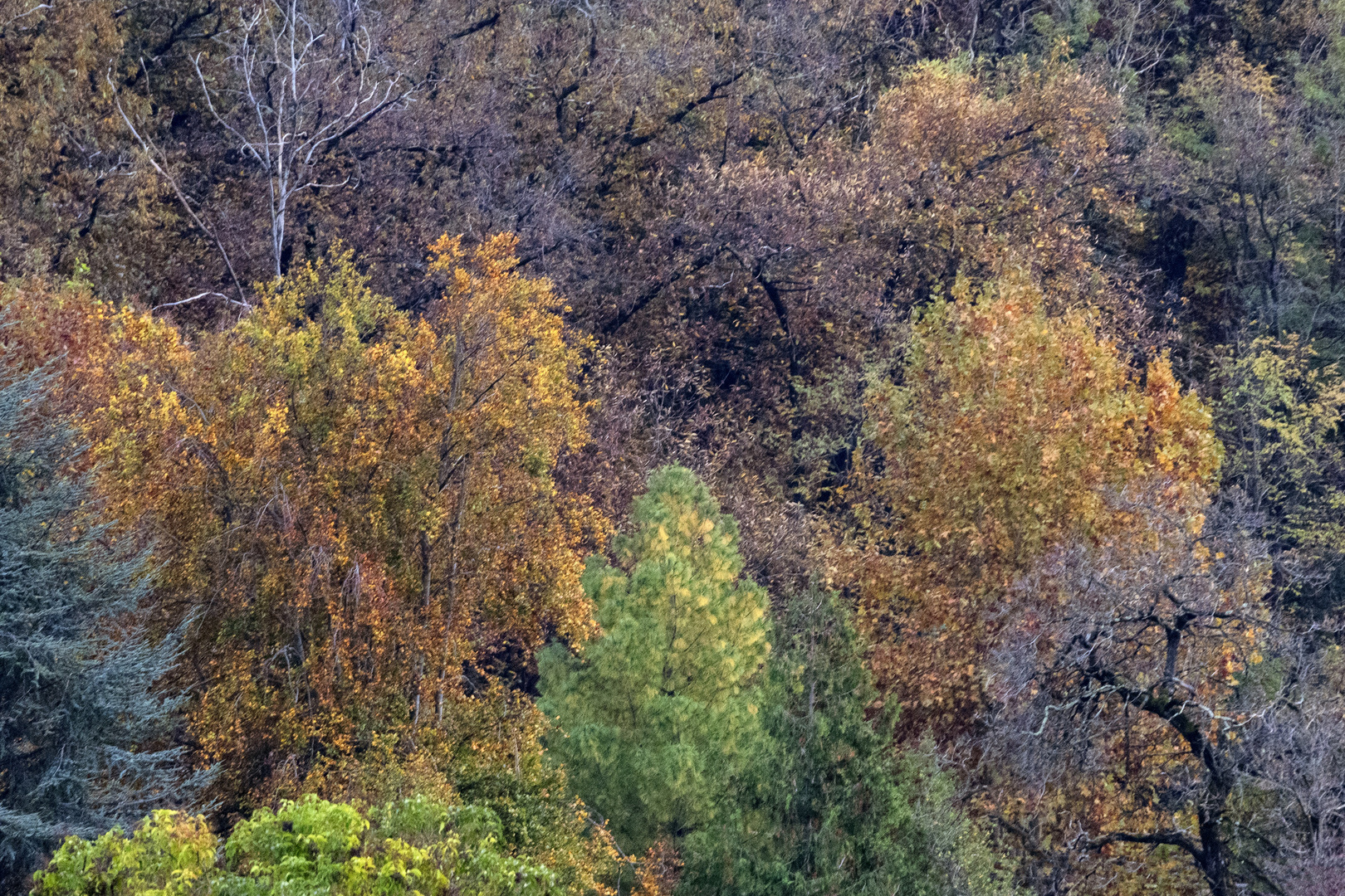 Monte Cuvignone, foliage