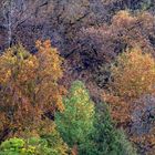 Monte Cuvignone, foliage