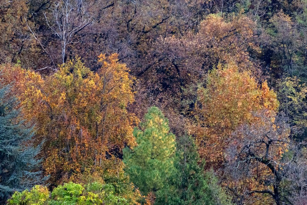 Monte Cuvignone, foliage