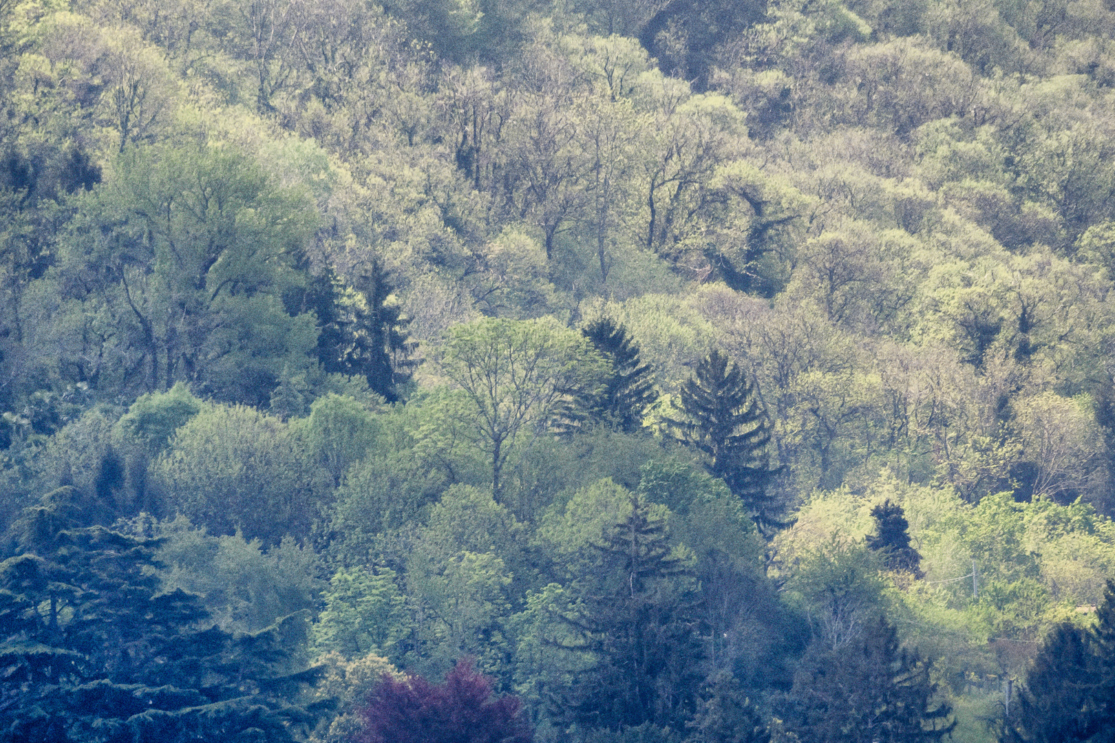 Monte Cuvignone, primavera