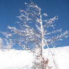 " MONTE D ORO" 2389M