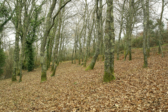 Monte de Galicia