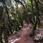 Monte del Agua - Teneriffa