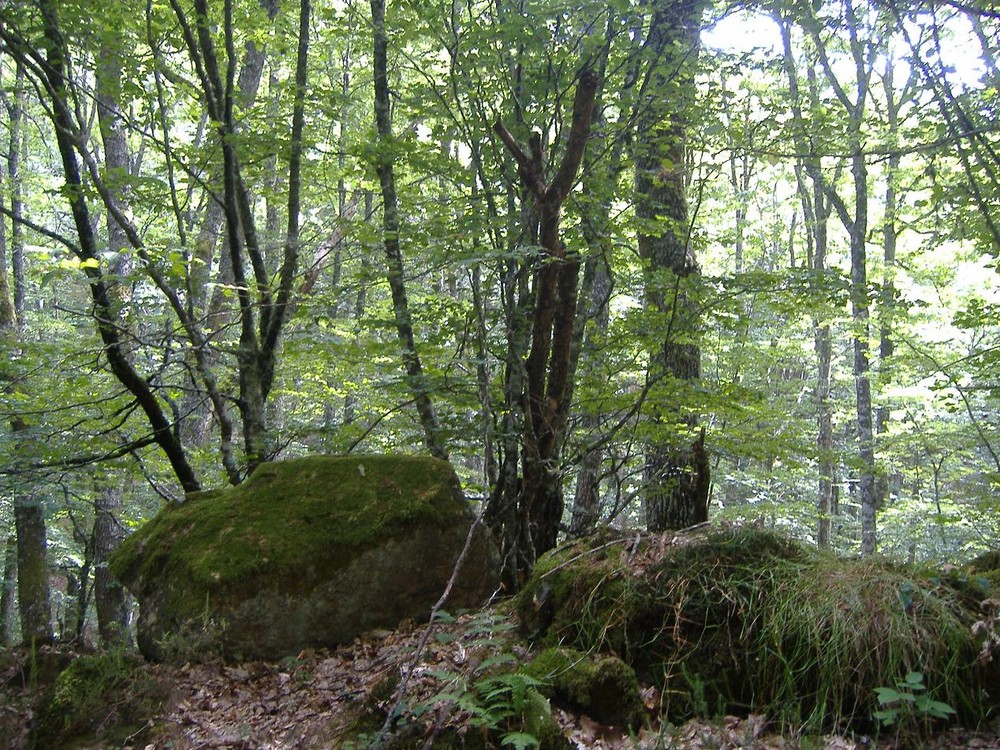 Monte Hijedo. Cantabria