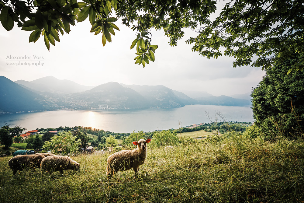 Monte Isola (Iseosee, Italien)