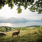 Monte Isola (Iseosee, Italien)