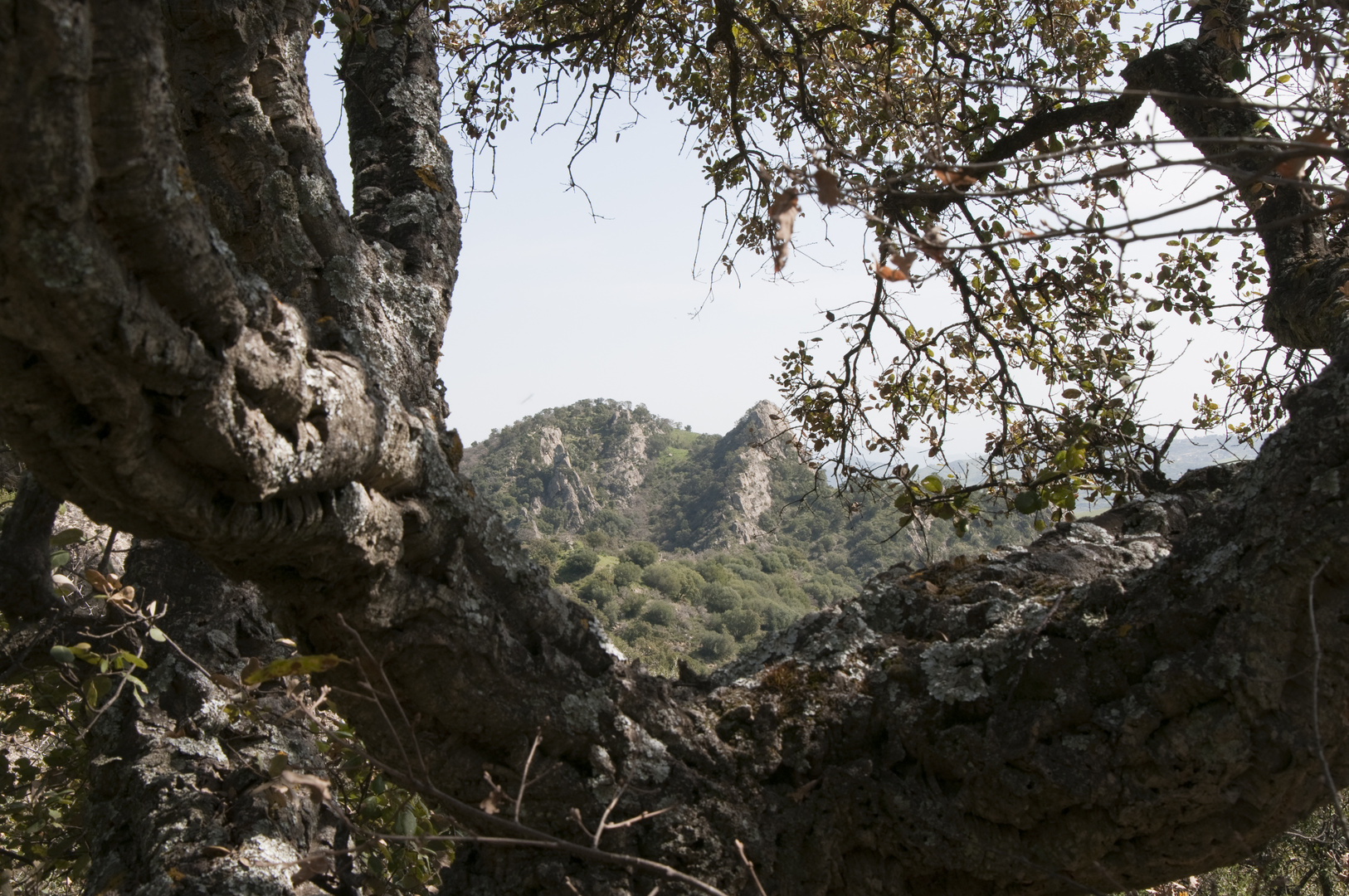 Monte Petrapizzuta con cornice di vecchio sughero.