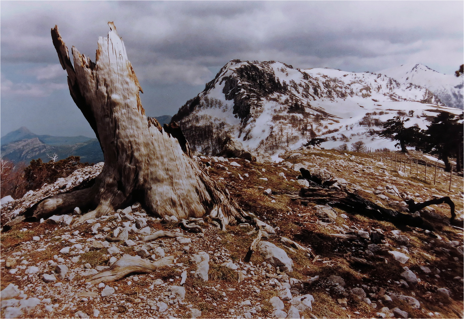 Monte Pollino mit abgestorbener Panzerkiefer