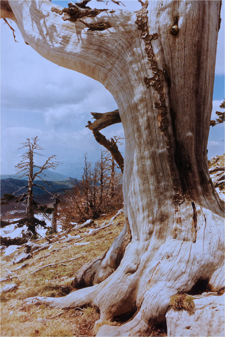 Monte Pollino  mit Panzerkiefer ( Kalabrien, Süditalien )