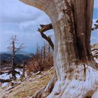 Monte Pollino  mit Panzerkiefer ( Kalabrien, Süditalien )