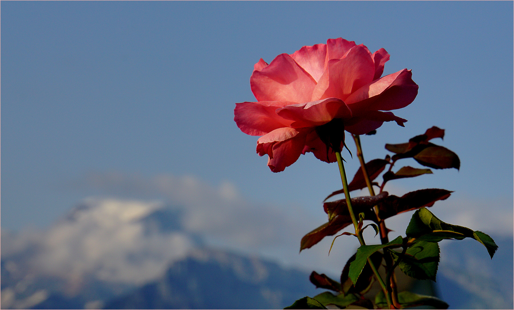 Monte Rosa