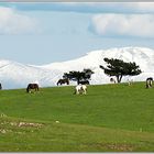 Monte Subasio (1290m)...