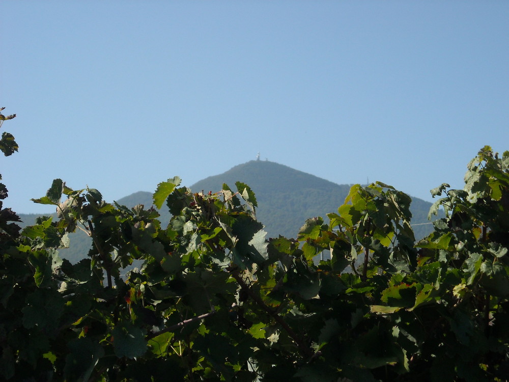 Monte Vulture - Barile - Vendemmia 2009