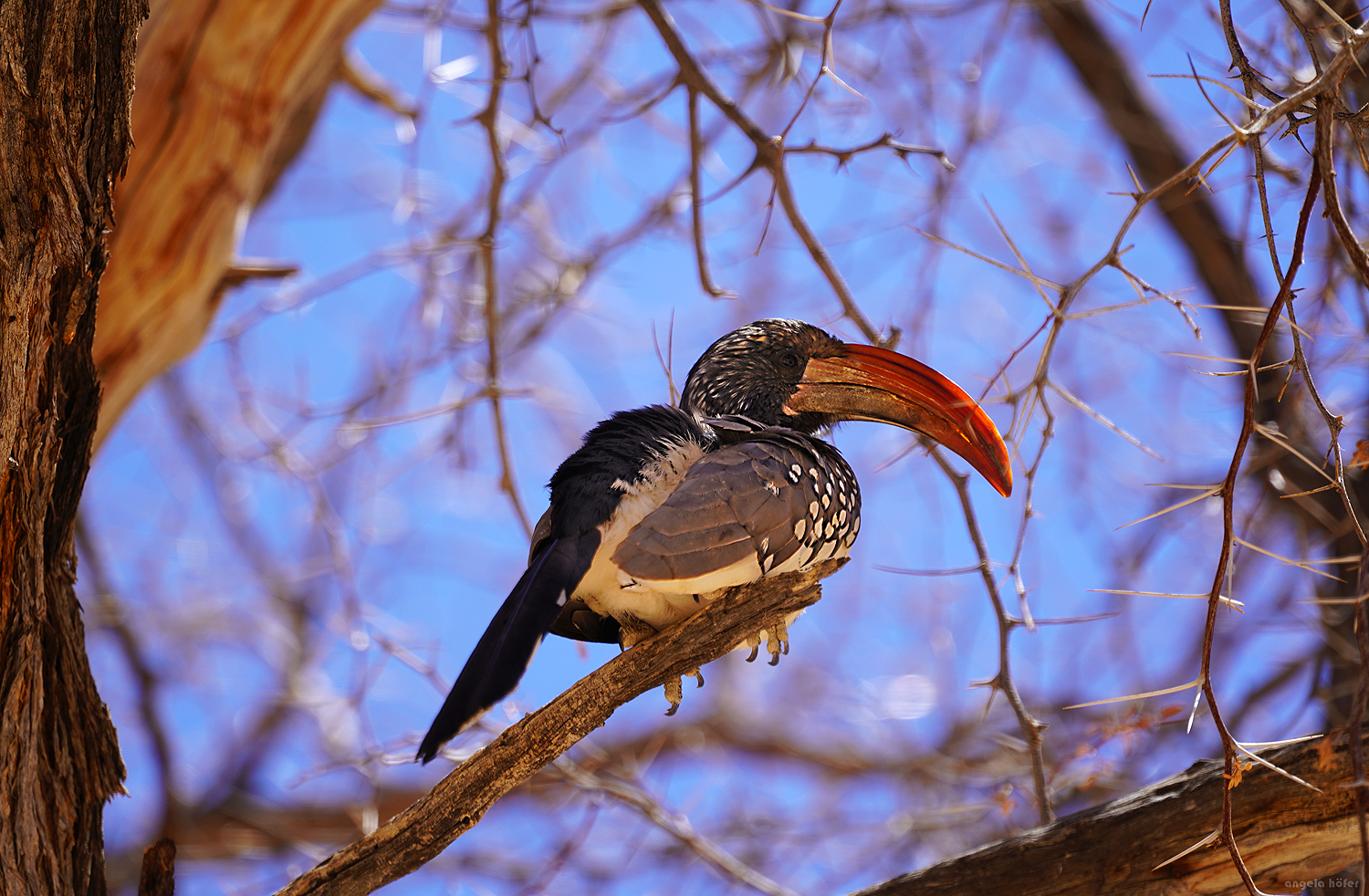 Monteiro's hornbill