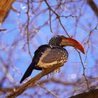 Monteiro's hornbill