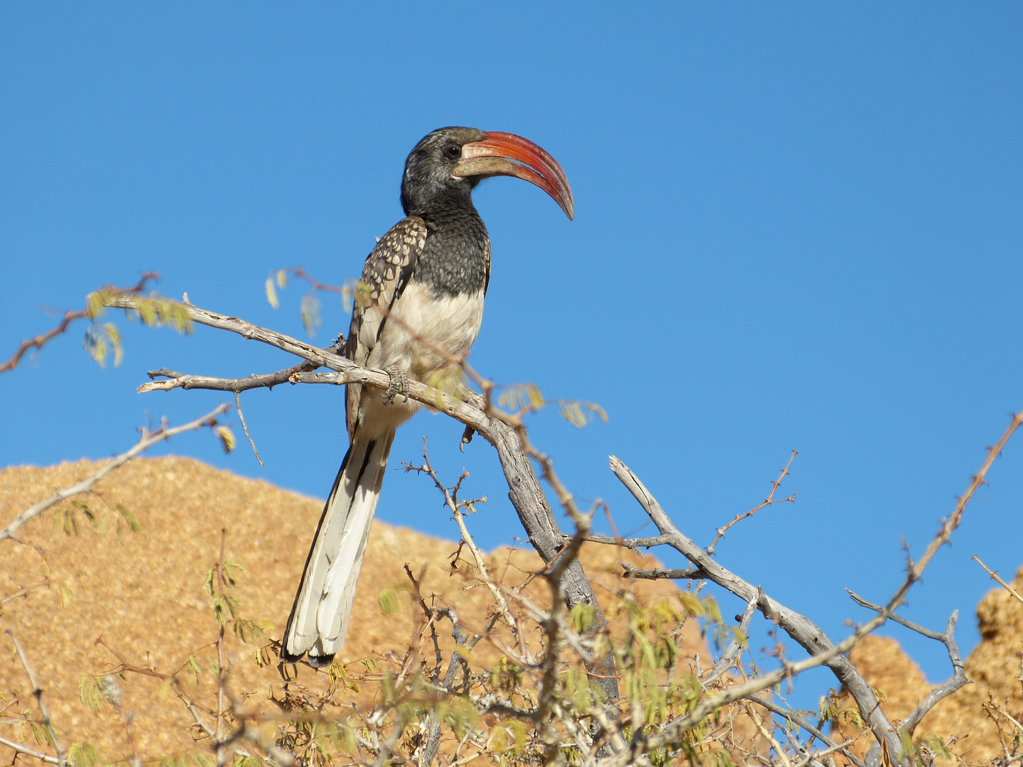 Monteiro´s Hornbill - Namibia