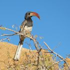 Monteiro´s Hornbill - Namibia