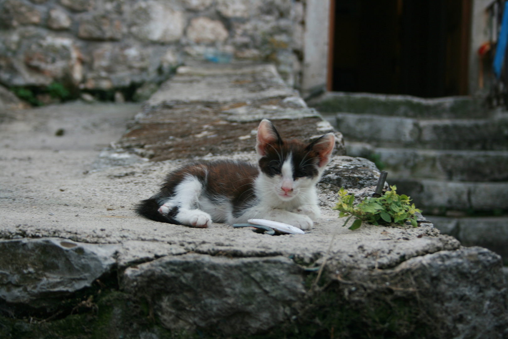 Montenegrinische Katze genießt ihren Weltfrieden :-)