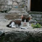 Montenegrinische Katze genießt ihren Weltfrieden :-)