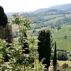 Montepulciano