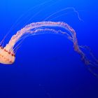 Monteray Bay Aquarium