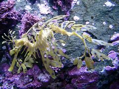 Monterey Aquarium