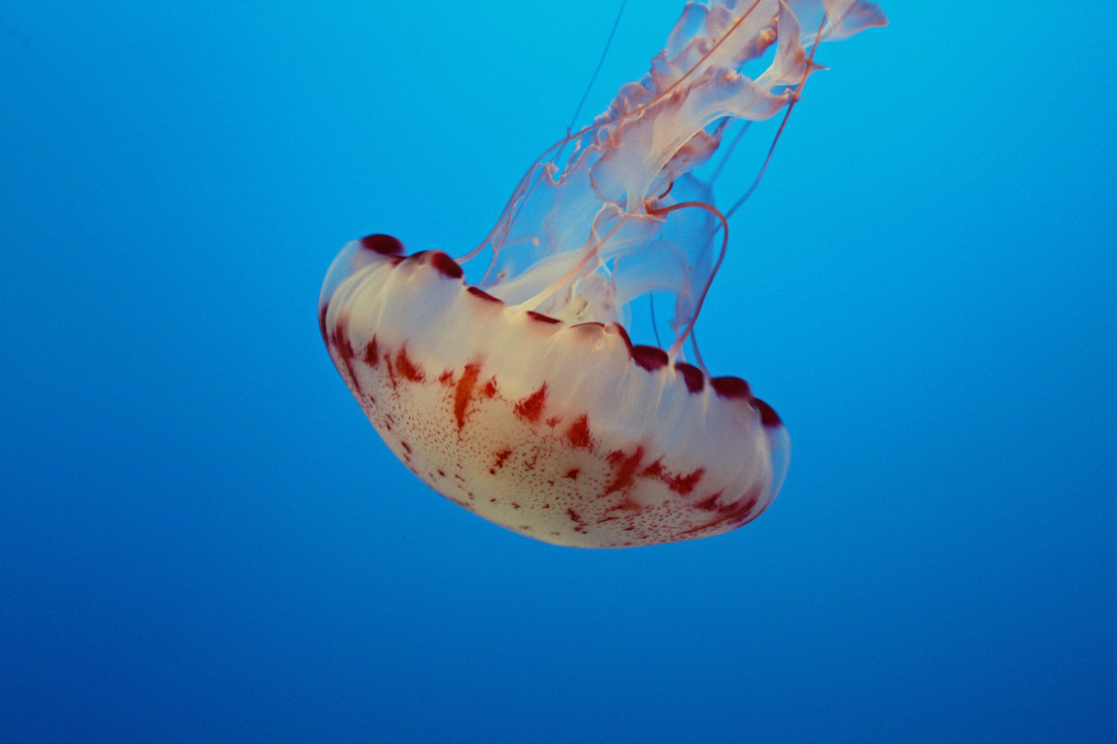 Monterey - Aquarium