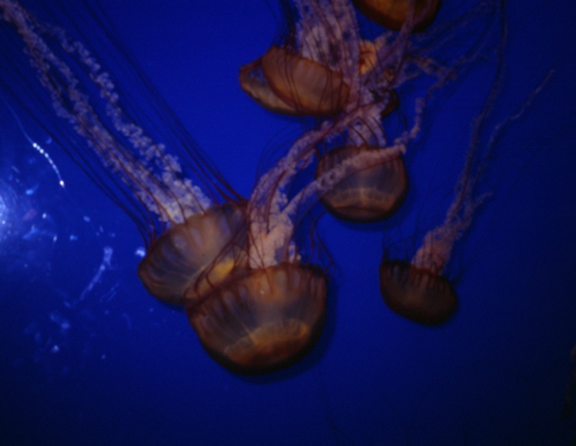 Monterey Aquarium