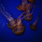 Monterey Aquarium