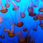 Monterey Bay Aquarium 1