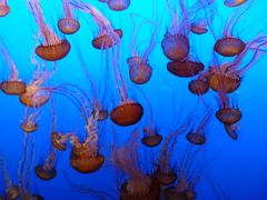 Monterey Bay Aquarium 1