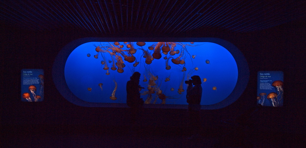 Monterey Bay Aquarium 1