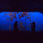 Monterey Bay Aquarium 1