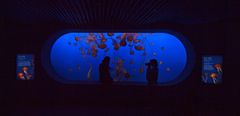 Monterey Bay Aquarium 1