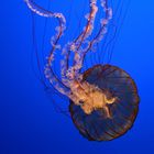 Monterey Bay Aquarium 1