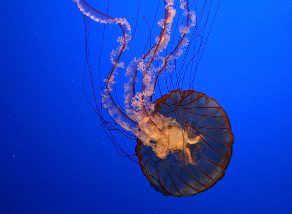 Monterey Bay Aquarium 1