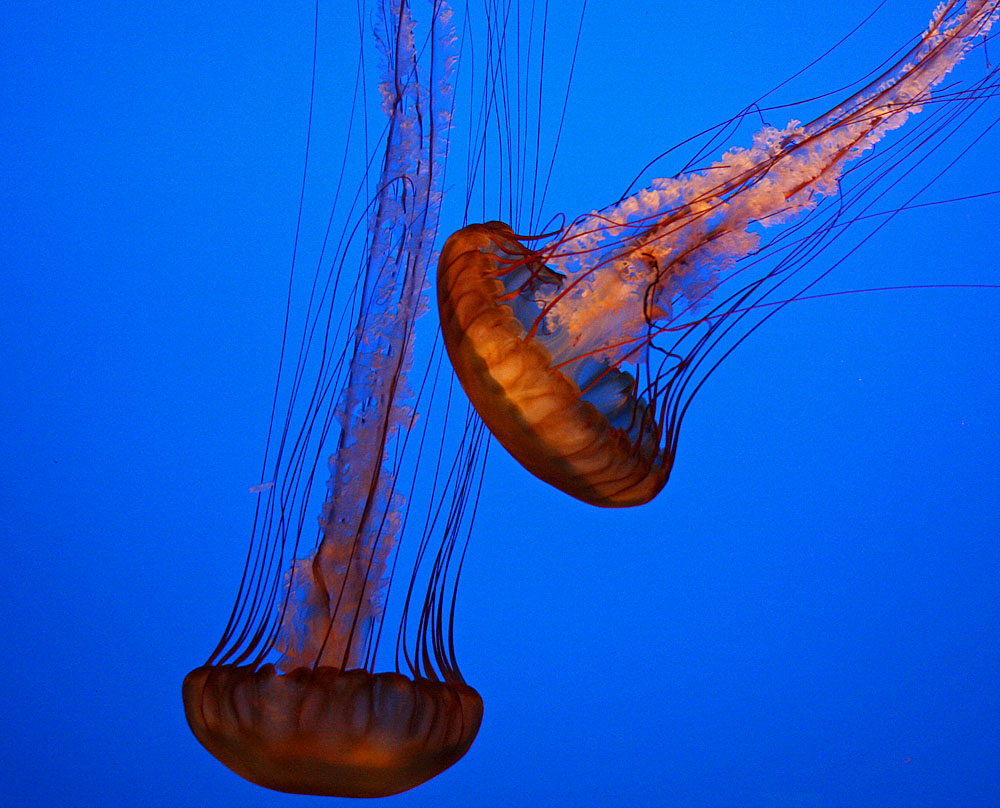 Monterey Bay Aquarium 2