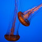 Monterey Bay Aquarium 2