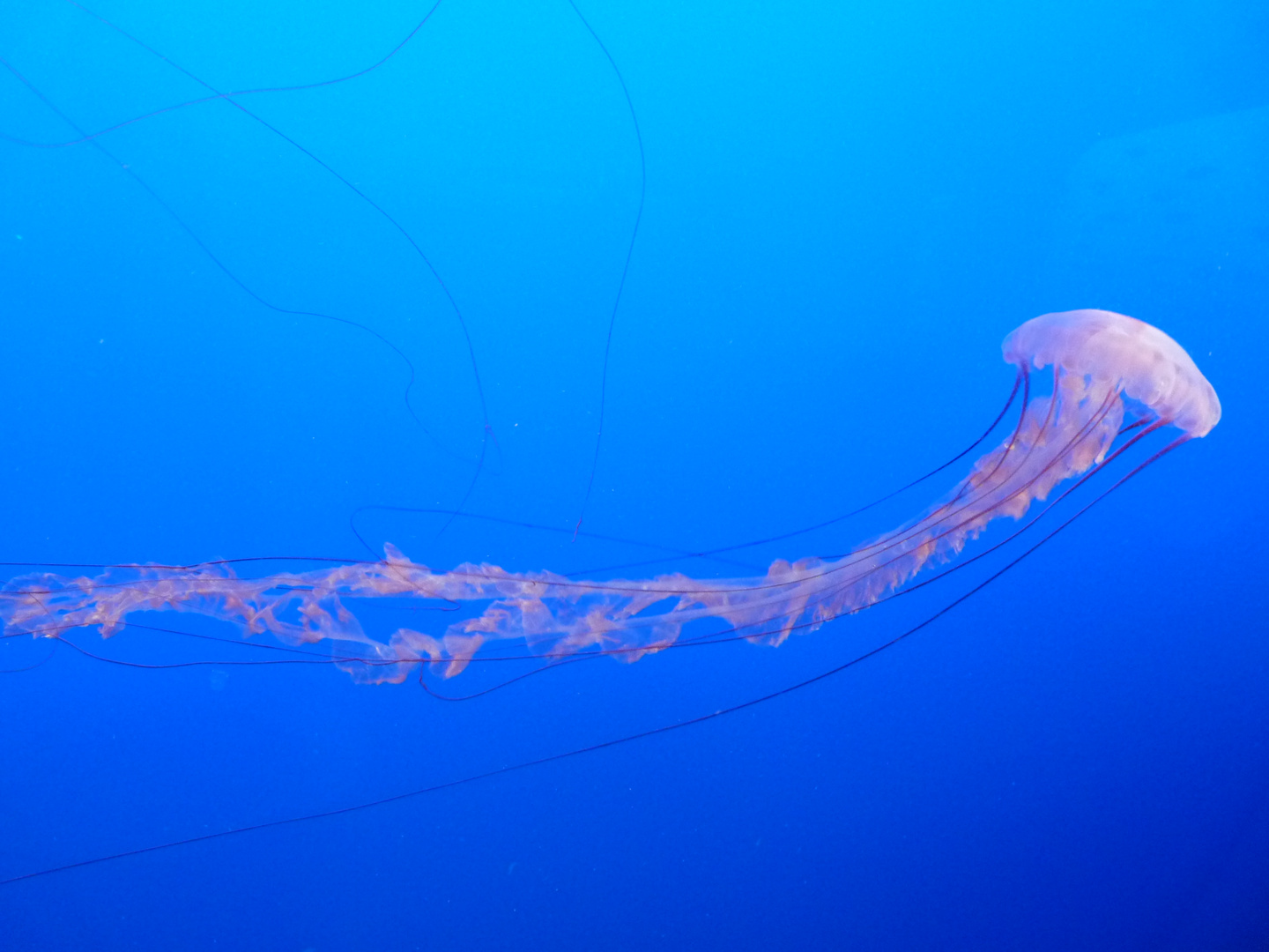 Monterey Bay Aquarium 2