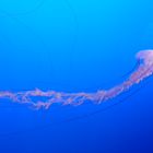 Monterey Bay Aquarium 2