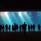 Monterey Bay Aquarium 2012