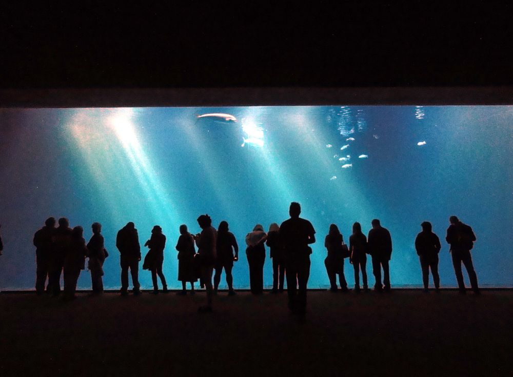 Monterey Bay Aquarium 2012